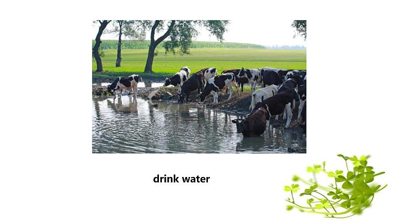 Module 3 Unit 2 The cows are drinking water课件PPT04