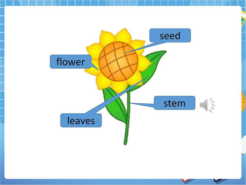 Unit10 My garden 第三课时(课件+教案)03