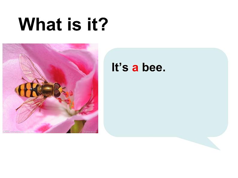 沪教版英语三年级上册(试用版) Module 4 Unit 1 Insects_(课件)03