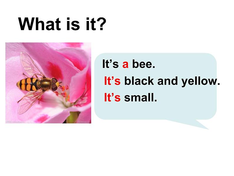 沪教版英语三年级上册(试用版) Module 4 Unit 1 Insects_(课件)05