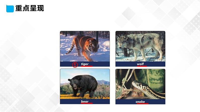 冀教版 三年级下册英语-Unit 2 Lesson 8 Tigers and Bears (课件+教案+练习+素材)05