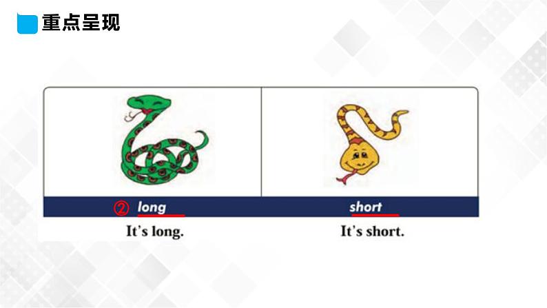 冀教版 三年级下册英语-Unit 2 Lesson 8 Tigers and Bears (课件+教案+练习+素材)06