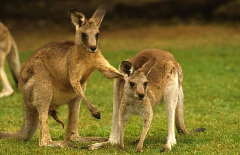 外研版（一起）小学英语四下 M9U2 Kangaroos live in Australia. 课件03