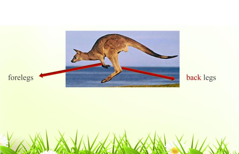 外研版（一起）小学英语四下 M9U2 Kangaroos live in Australia. 课件07