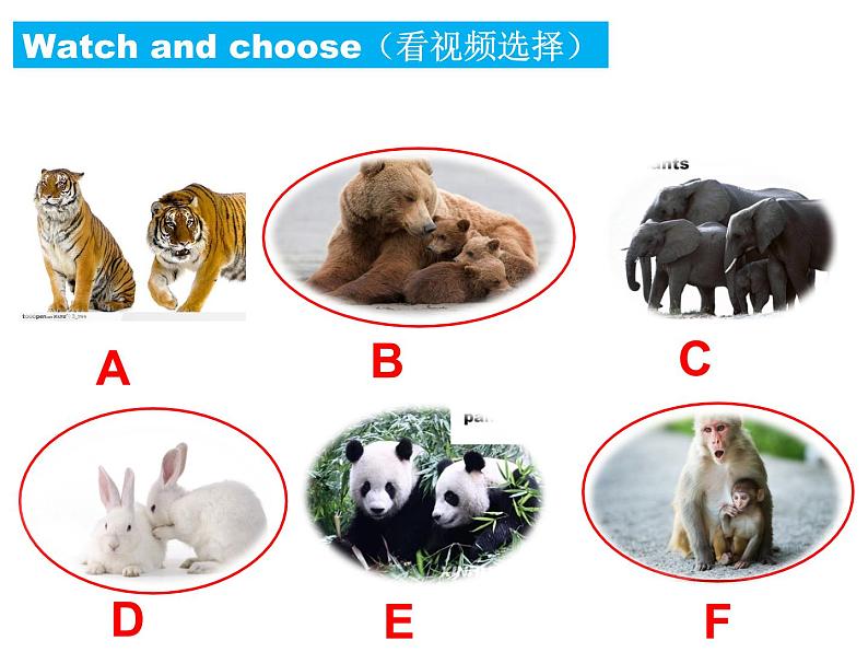 鲁科版(五四制)小学英语三下 3.2What are these? 课件06