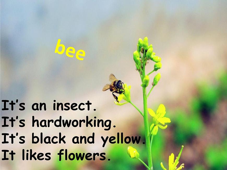 人教新起點(diǎn)小學(xué)英語(yǔ)六下 Unit5 Nature and Culture Lesson3 課件第3頁(yè)
