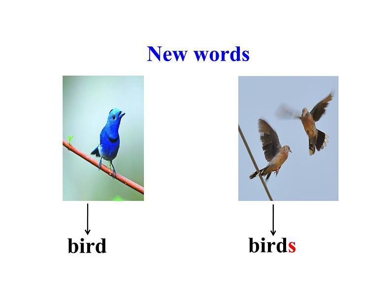 三年级下册英语课件 Unit 1Animals on the Farm Lesson 3 Fish and Birds 冀教版(共15张PPT)第4页