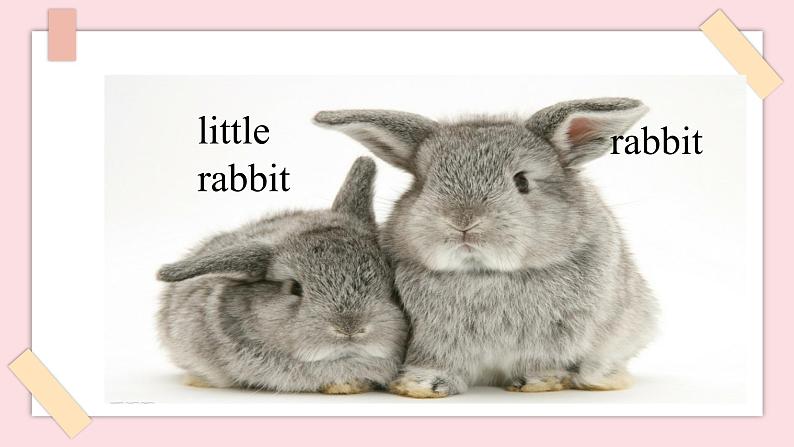 Unit 2 Lesson 8 课件第4页