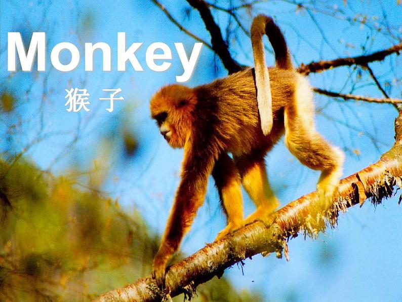 冀教版(一起)4上英语 Lesson 7 At the zoo 课件第4页