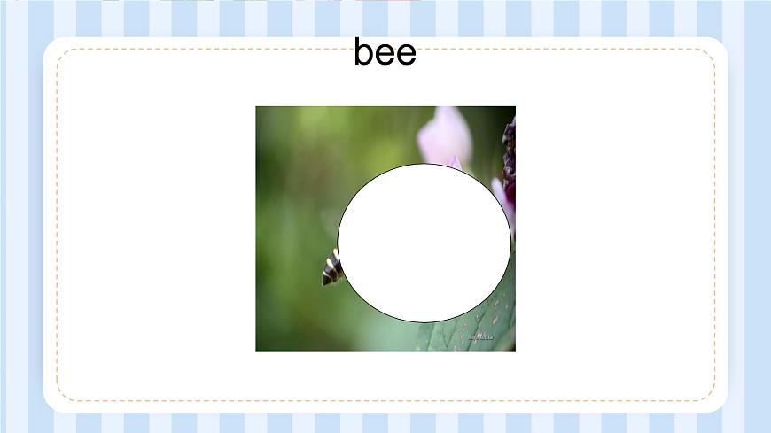 Module 4 Unit 1 Insects（課件）牛津上海版（試用本）三年級上冊第4頁