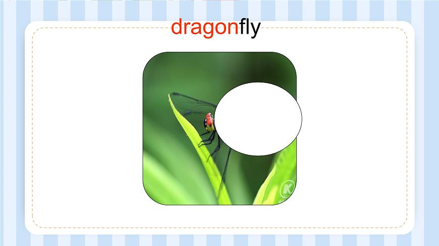 Module 4 Unit 1 Insects（課件）牛津上海版（試用本）三年級上冊第6頁