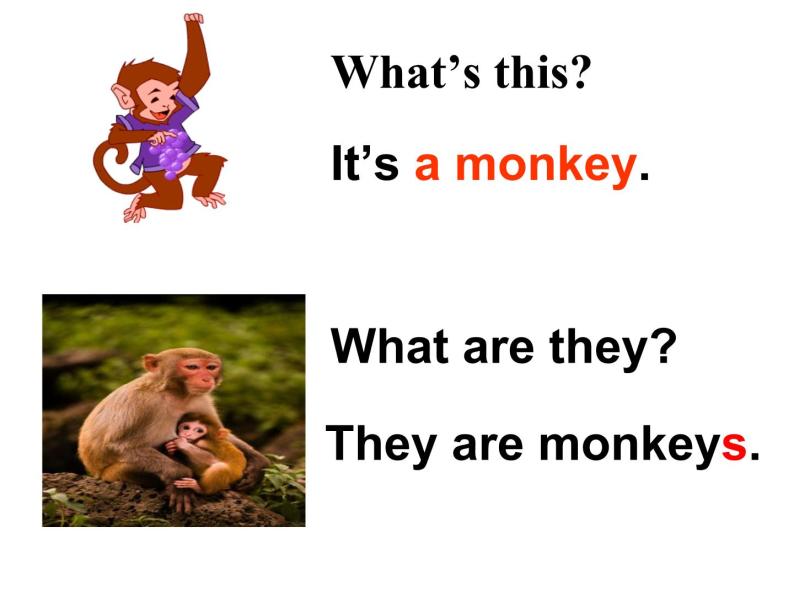 外研社三年级起点三年级下册《Module 2 unit 1 They are monkeys.》课件05