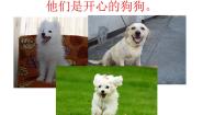 小学英语新概念英语（青少版）Starter BUnit 9 They're happy dogs.说课课件ppt
