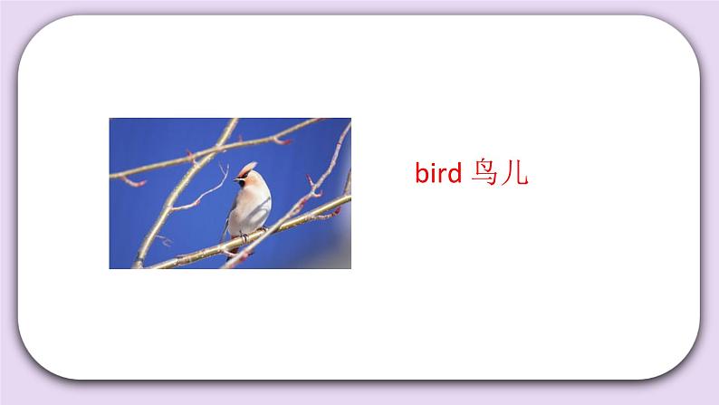 Unit 1 Spring is here Lesson3(2) 课件 北京版英语三下第3页