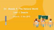 小学英语沪教牛津版(五四制)三年级上册unit 1 Insects试讲课课件ppt