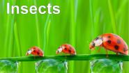 小学英语沪教牛津版(五四制)三年级上册unit 1 Insects多媒体教学课件ppt