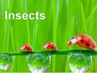 牛津上海版(试用本)小学三年级英语上册 Unit 4 Unit 1 Insects 课件