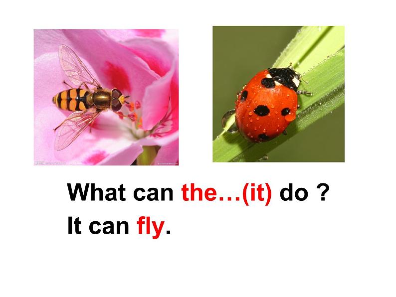 牛津上海版(试用本)小学三年级英语上册 Unit 4 Unit 1 Insects 课件08