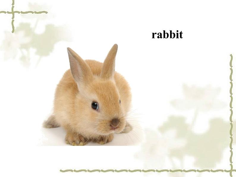 清华大学版小学英语一年级上册 UNIT 2 ANIMALS Lesson 8 课件第2页