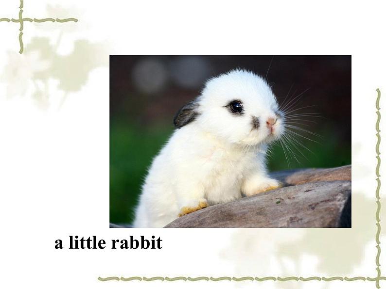 清华大学版小学英语一年级上册 UNIT 2 ANIMALS Lesson 8 课件第3页