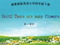 湘鲁版（三年级起点）小学英语四年级下册  Unit 2 There are many flowers.  课件3