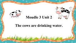 外研版英语六年级下册 Module 3 Unit 2 The cows are drinking water 教学课件