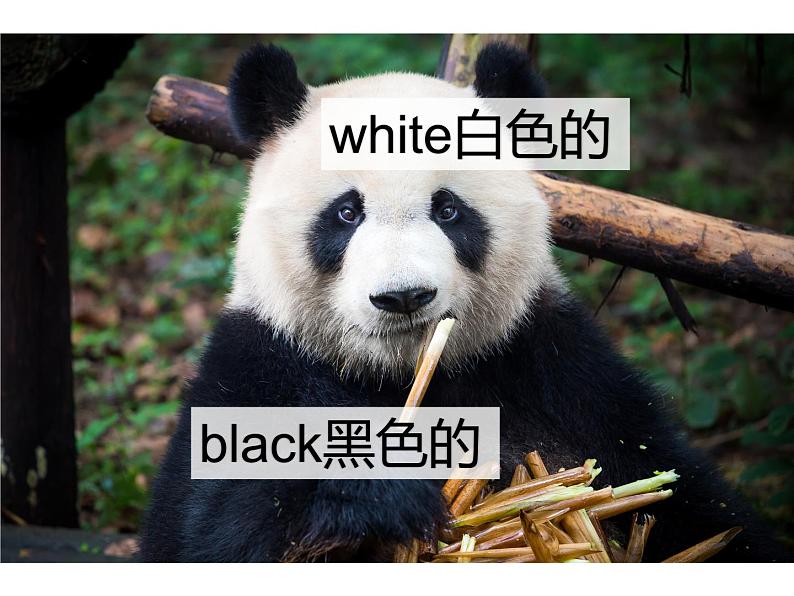 人教PEP英语三年级上册期末复习(课件)--Unit2第4页