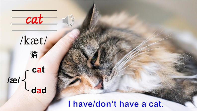 Unit 3 Amazing animals Part A Let’s talk & Do a survey(课件+素材)-2024-2025学年人教PEP版(2024)英语三年级上册07