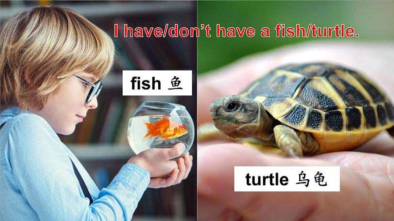 Unit 3 Amazing animals Part A Let’s talk & Do a survey(课件+素材)-2024-2025学年人教PEP版(2024)英语三年级上册08