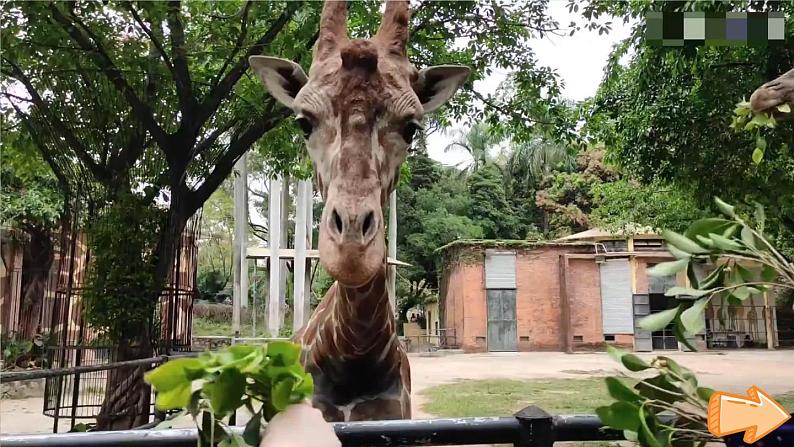 Unit 3 Amazing animals Part B Let’s talk & Play with hand(课件+素材)-2024-2025学年人教PEP版(2024)英语三年级上册07