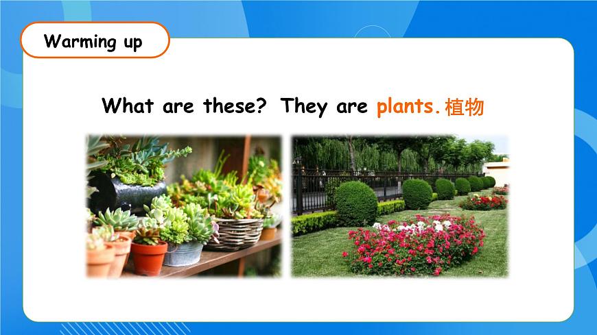 【核心素養(yǎng)】人教版英語三年級上冊-Unit 4 Plants around us Part B Let's talk & Look and discuss課件第6頁