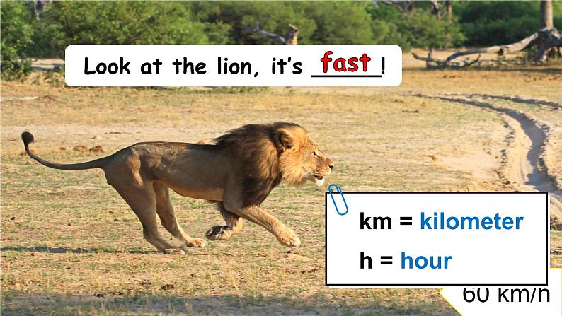Unit 3 Amazing animals Part B Start to read & C Project & Reading time(课件+教案)-2024-2025学年人教PEP版(2024)英语三年级上册07