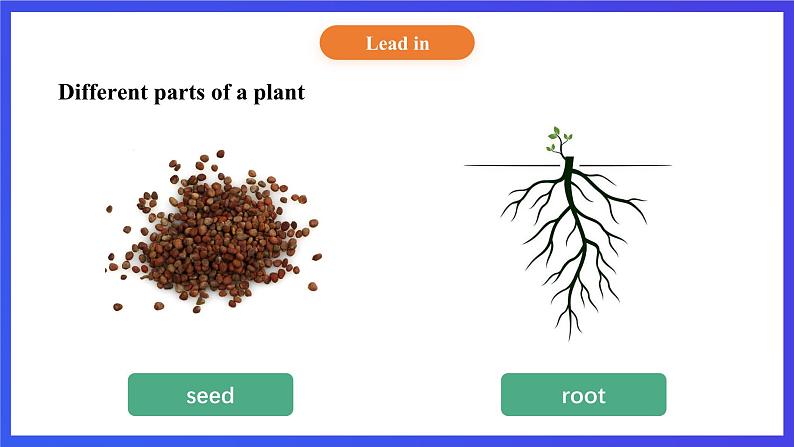 【核心素养】北京版英语五下 Unit 2《What do flowers do?》Lesson 5 课件第4页
