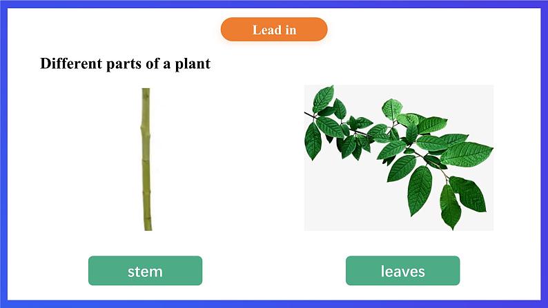 【核心素养】北京版英语五下 Unit 2《What do flowers do?》Lesson 5 课件第5页