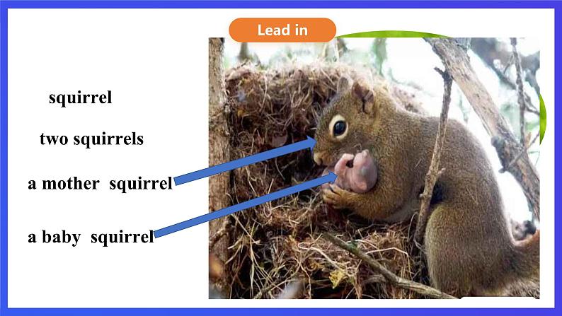 川教版(三起点)英语五下 Unit 1 Lesson 2《Talking about squirrels Let’s talk》课件第4页