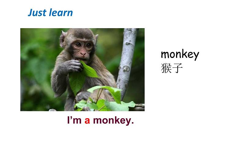 三年级上册英语课件-Unit 1 Hello! I’m Monkey. Lesson 1 人教精通版07