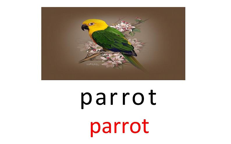 三年级下册英语课件-Unit5 It’s a parrot. 人教精通版07