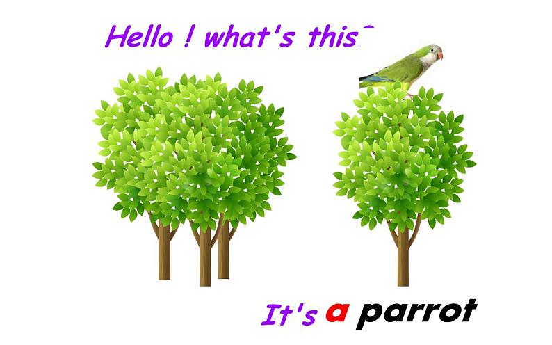 三年级下册英语课件-Unit5 It’s a parrot. 人教精通版08