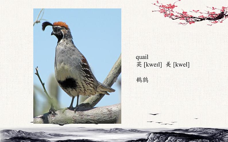三年级下册英语人教精通版Unit 5 It 's a parrot.Lesson28课件第3页