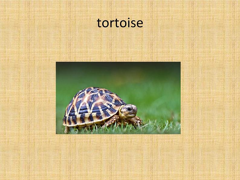 六年级下册英语课件-Module 1 Stories Unit 1 Slow and steady wins the race 1-教科版(广州深圳)04