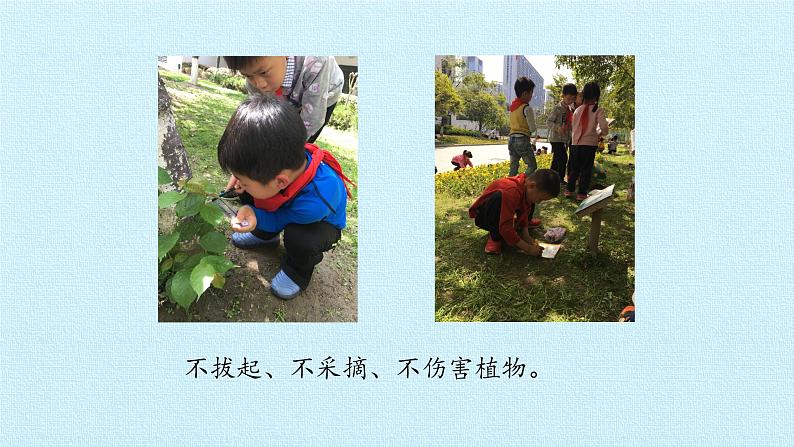 教科版(2017秋)一年级上册 植物 复习(二)课件05