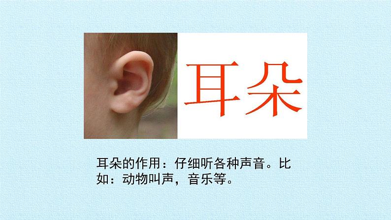 一年级上册科学 2单元 用感官观察 复习课件 苏教版第6页