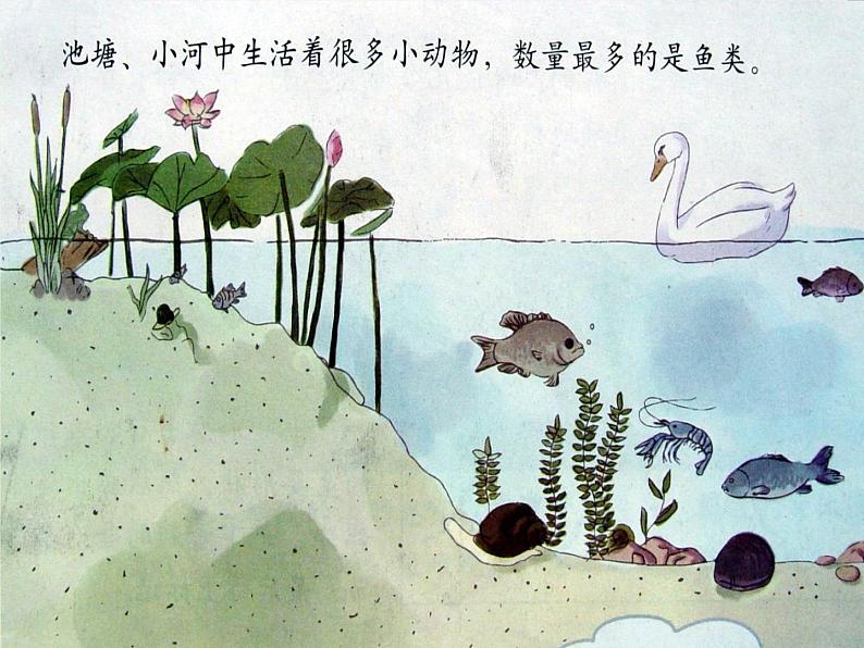 教科版三年级上册科学动物《金鱼》课件第5页