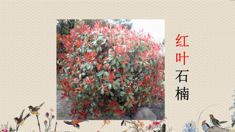 教科版三年级上册科学 植物《植物的叶》课件05