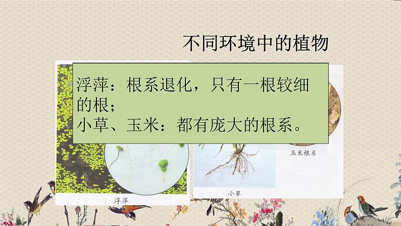 教科版六年级上册科学 生物的多样性《原来是相互关联的》课件第5页