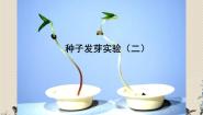 小学科学教科版五年级上册2、种子发芽实验（二）教学演示课件ppt