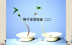 教科版五年级上册科学 生物与环境《种子发芽实验（二）》课件