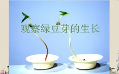 教科版五年级上册科学 生物与环境《观察绿豆芽的生长》课件