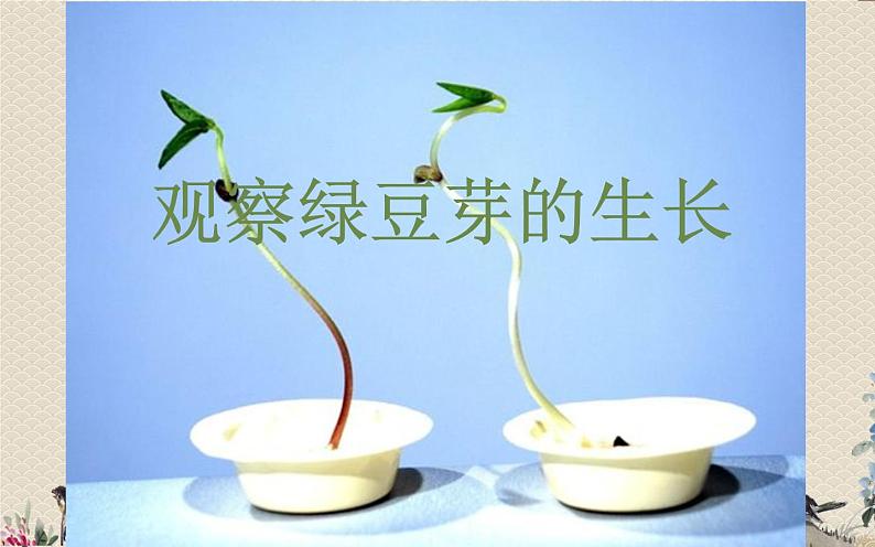 教科版五年级上册科学 生物与环境《观察绿豆芽的生长》课件01