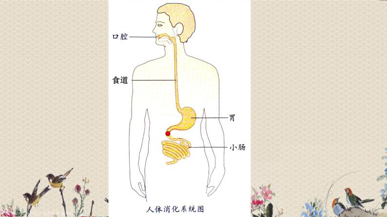 食物在体内的旅行PPT课件免费下载08